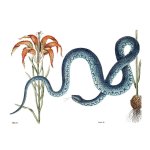 Blue Snake Art Print
