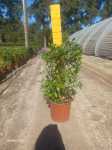 Duranta Blue Shower 22CM Pot