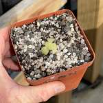 Butterwort Pinguicula Agnata