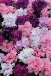 Petunia Double Cascade Mix Seed - 500 Pelleted Seed