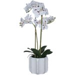 Speckled Orchid In White Pot