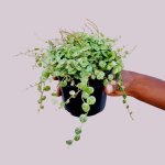 String Of Turtles - 12CM Nursery Pot