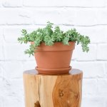Donkey Tail - Burro - 21CM Azalea Terracotta Pot