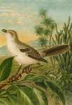 DIE Nordamerikanische Vogelwelt 4 Art Print - A4