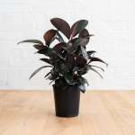 Rubber Tree - Abidjan - 19CM Nursery Pot