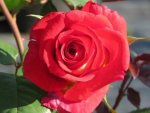 Peach Melba Hybrid Tea Rose 5LT