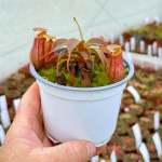 Tropical Pitcher Nepenthes 'rokko X Ventricosa X Sibuyanensis '