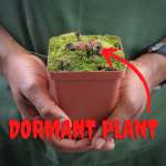 Venus Fly Trap 'poker Face' - Dormant Plant. 7.5CM Plastic Container.