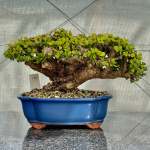 Portulacaria Afra "spekboom" - PL10 370MM L X 310MM D X 260MM H