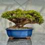 Portulacaria Afra "spekboom" - PL10 370MM L X 310MM D X 260MM H