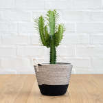 African Milk Tree - In Liquorice Cotton Cord Planter