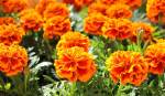Marigold 6 Pack Various Colours