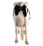 Advanced Graphics Cow's Rear - Life Size Cardboard Standup