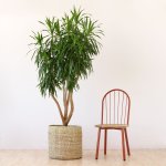 Dragon Tree - Alchemy - Extra Large - In 45CM Talala Basket 1.7M