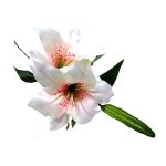 Lily Light Pink