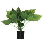 Sweatheart Scandens 40 Cm In A Pot