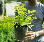 Duranta "sheenas Gold" - 4 Litres