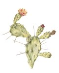 Opuntia Monocantha 1 Art Print - A3