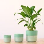 Pastille Planter - Blueberry - 21CM
