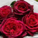 Burgundy Panarosa Rose 5LT