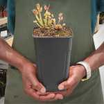 Venus Fly Trap 'daddy Long Legs' - Dormant Plant. 12CM Plastic Container.