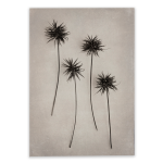 Art Forms In Nature 4 Art Print - 100CM X 150CM No Frame Print Only