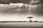 Rains In Africa Artwork - 110CM X 170CM