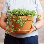 String Of Dolphins - Potted Into 24CM Azalea Terracotta Pot