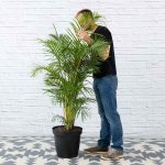 Parlor Palm - Extra Large - 35CM Nursery Pot 1.5M Tall