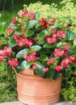 Begonia Big Green Leaf Red Seed - 100 Pelleted Seed