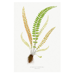 Gathering Green 11 Art Print