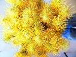 Yellow Rocket Leucospermum Pincushion 15CM