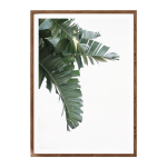 Banana Leaf III Art Print - A4