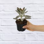 Panda Ears Plant - 9CM Nursery Pot