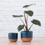 Elephant Ear - Yucatan Princess - In 16CM Pluto Planter - Midnight Blue