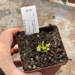 Venus Fly Trap 'spiderman.' Special Import. - Dormant Plant. 7.5CM Plastic Container.