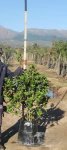 Viburnum Sinensis 40LT