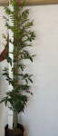 Harpephyllum Caffrum 20LT