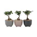 Ficus Ginseng In Ceramic