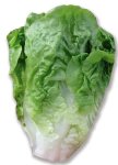 Lettuce Little Gem Seed - 20 G Raw Seed