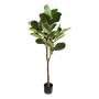 Fiddle Leaf Fig Tree - 150CM
