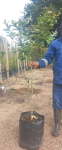 Eureka Lemon Tree 20LT
