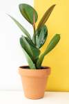 Rubber Plant - Ficus Elastica Robusta 20CM