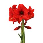 Amaryllis Sonata Single – “top Choice” Bulbs
