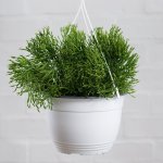 Coral Cactus - Large - 20CM Nursery Pot