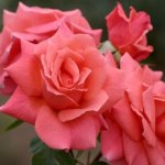 Leaping Salmon Climbing Rose 5LT
