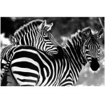 Black And White Zebra Wall Canvas Art Photography Print 900 X 600