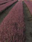 Basil Thai Siam Queen Large Seed - 1 G Raw Seed