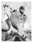 Cacti Cowboy 1 Art Print - A1