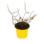 Drosera Binata Red